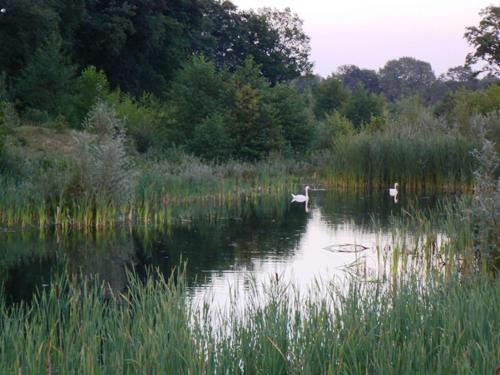 a couple of birds swimming in a lake at Twentekiek in Delden