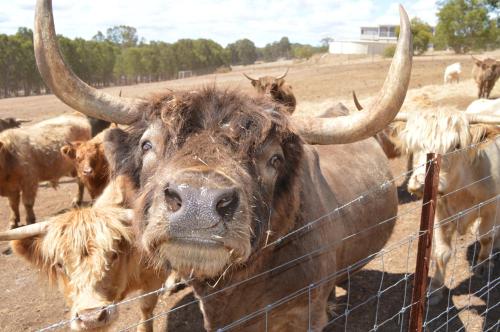 a bull with long horns standing behind a fence at Jarrah Glen Cabins in Nannup