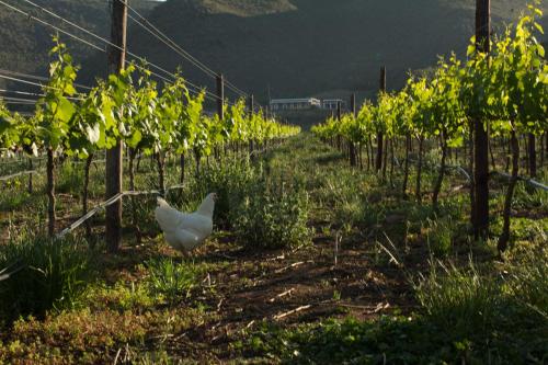 a white bird standing in the middle of a vineyard at De Kombuys in Oudtshoorn