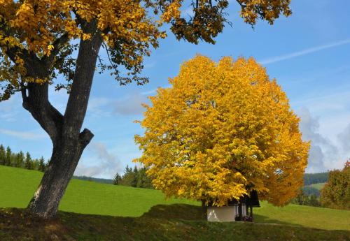 a yellow tree in a field next to a tree at Urlaub am Bauernhof Hans im Winkel in Wenigzell