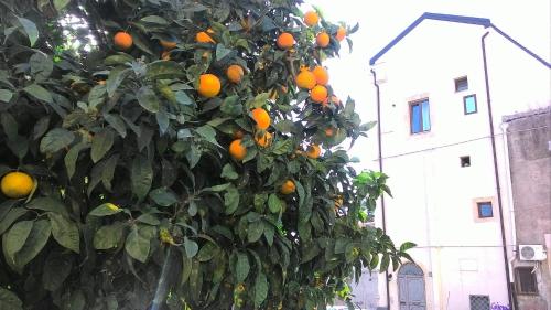 Un naranjo con muchas naranjas. en OdeonHouse - Catania, en Catania