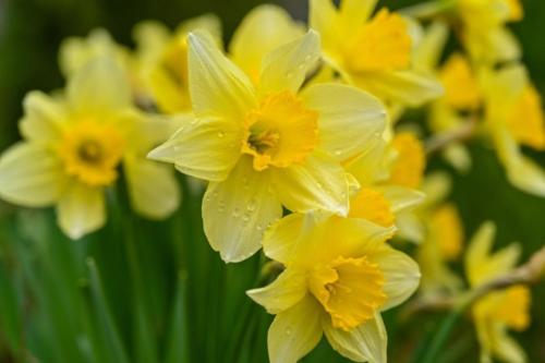a bunch of yellow daffodils with raindrops on them at Cozy apartment with lake view in Gérardmer