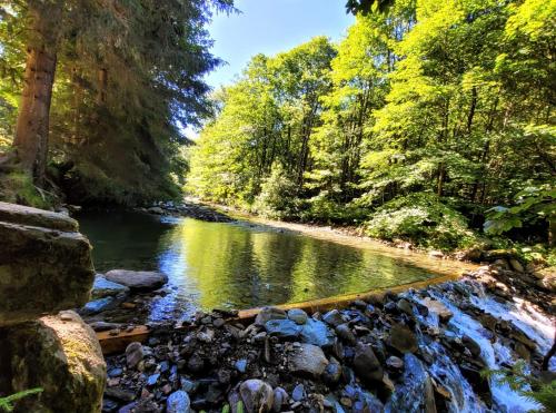a river in the middle of a forest at Chata Pelikán in Loučná nad Desnou