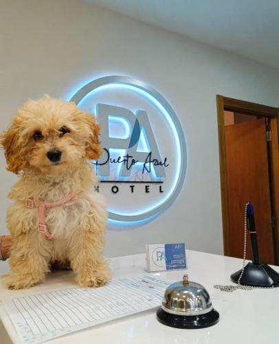 a small brown dog sitting on top of a desk at Puerto Azul in Puerto de la Cruz