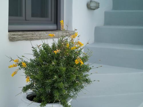 a plant with yellow flowers in front of a door at Tutti Blu Tinos Living Space in Mési
