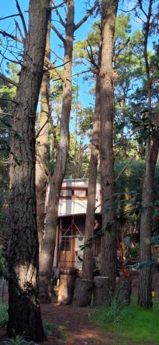 a house in the middle of a group of trees at La tinyhouse del bosque in Mar Azul