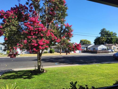 a tree with pink flowers on the side of a street at 21 Cozy Home in the Heart of the City in Stockton