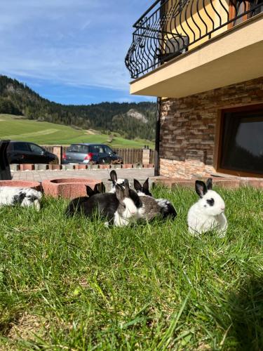 three cows laying in the grass next to a building at Agroturystyka Pod Zamczyskiem in Sromowce Wyżne