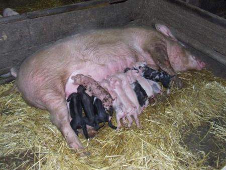 アパートメントの敷地内または近くにいる動物