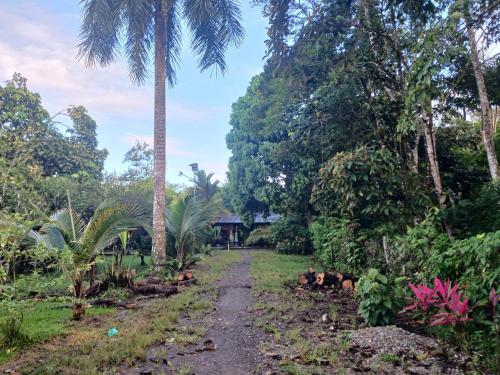a path through the forest with a house in the background at Casa del Bosque in Mocoa