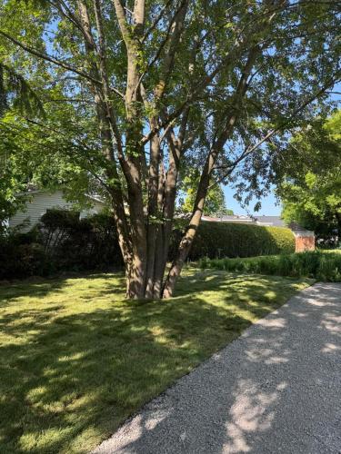 a tree in the grass next to a driveway at Appartement tout inclus - Longs séjours in Mirabel