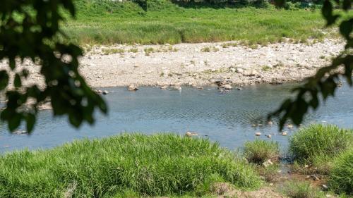 a group of ducks swimming in a river at Gapeyong Donghwa Caravan in Gapyeong
