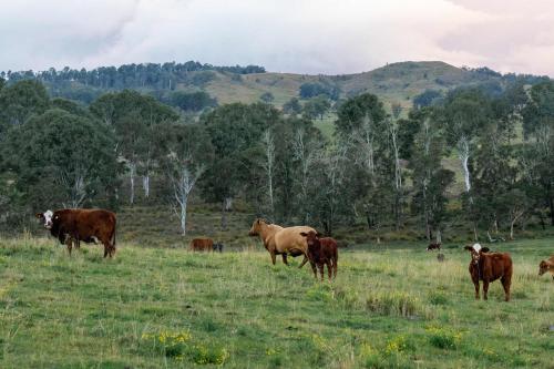 a herd of cows grazing in a field at Hills and Herds by Tiny Away in Shannon Brook