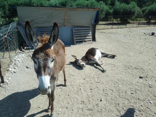 a couple of animals laying on the ground at Mountain View Bungalows Dimilia in Fánai