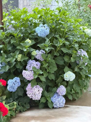 a bush of colorful flowers in a garden at The Hidden Orchard near Saranda in Delvinë