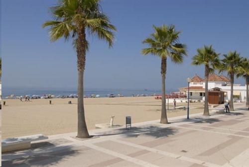 grupa palm na piaszczystej plaży w obiekcie Antilla Riad w mieście La Antilla