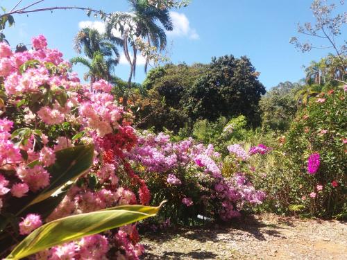 a garden with pink flowers and palm trees at La Princesa Hotel in San Isidro