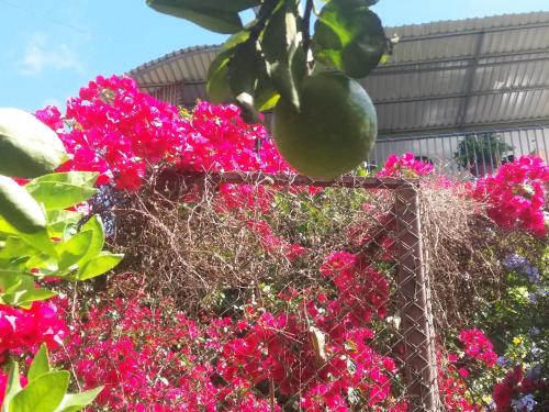 a bunch of pink flowers and a lime at La Princesa Hotel in San Isidro