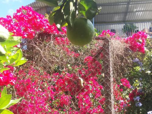 a bunch of pink flowers on a fence at La Princesa Hotel in San Isidro