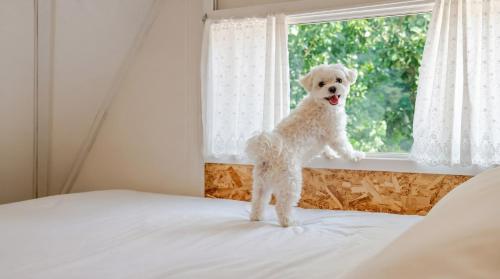 a white dog standing on a bed looking out a window at Hongcheon Opera Bien Glamping in Hongcheon