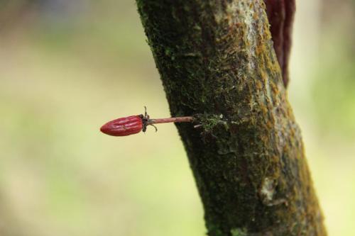a red beetle on the side of a tree at Finca Amistad Cacao Lodge in Bijagua