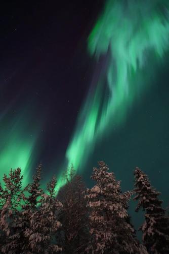 an aurora in the sky with trees in the foreground at Private log villa by the Ivalo River in Ivalo
