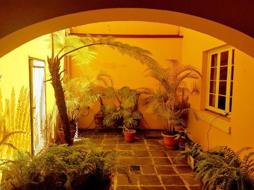 a room with a bunch of potted plants in it at Casa Carmel Bed & Breakfast in Guatemala