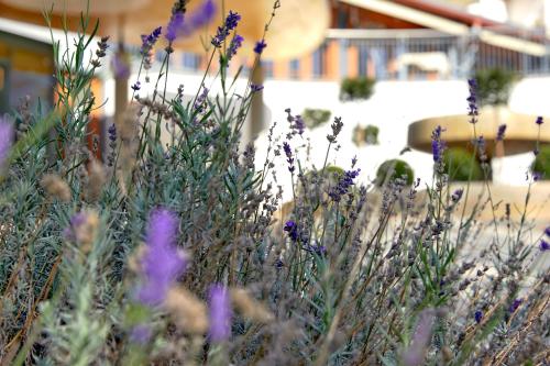 a field of purple flowers in front of a building at Ayurveda Resort MANDIRA in Bad Waltersdorf