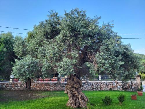 a large tree in front of a stone wall at Vourvourou Hotel in Vourvourou