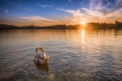 a swan swimming in a lake at sunset at Hotel Stadler am Attersee in Unterach am Attersee
