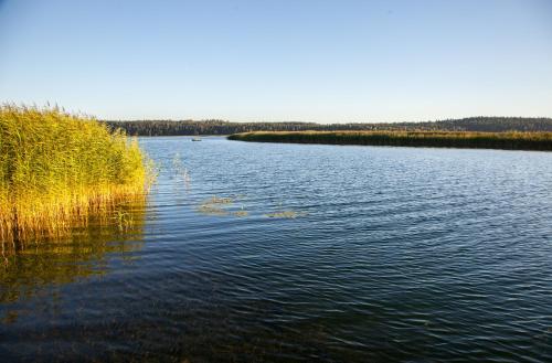 a river with grass and trees in the distance at Siedlisko Wigry in Rosochaty Róg