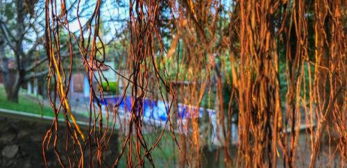 a close up of a tree with lots of vines at Airport Green Olive Villa in Katunayaka