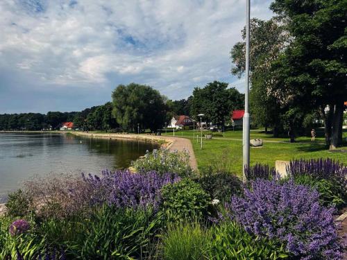 a park with purple flowers next to a river at Kurenas in Juodkrantė