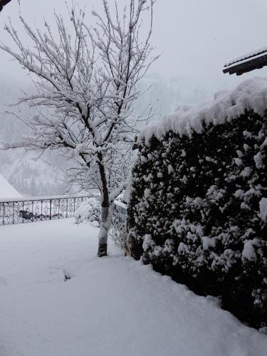 a tree covered in snow next to a wall at Apartment Albert in Santa Cristina in Val Gardena