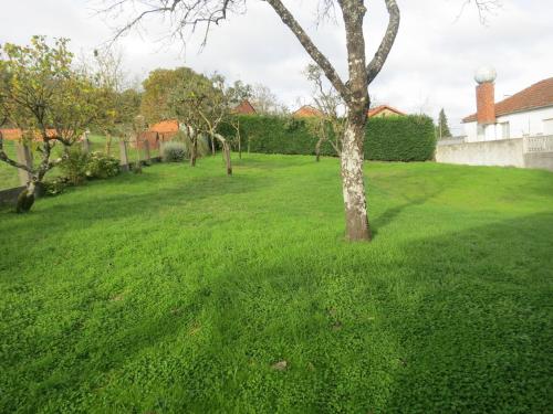 a green lawn with a tree in the middle at Casa Benaxo Ribeira Sacra in Currelos