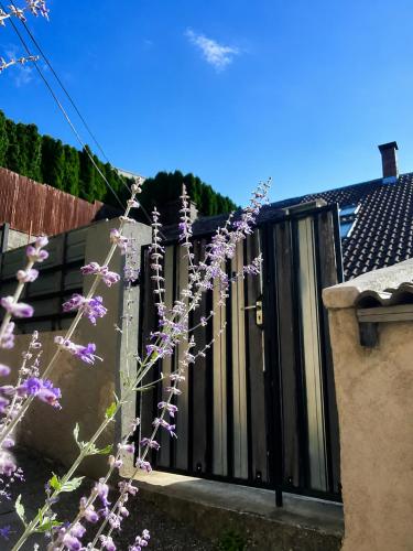 a plant with purple flowers in front of a fence at Ady Házikó in Pécs