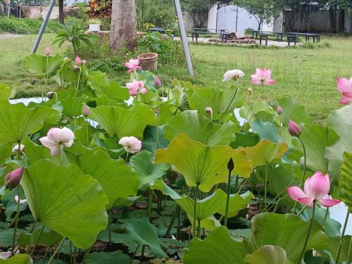 a garden with pink flowers and large green leaves at Solmist Villa in Hòa Bình