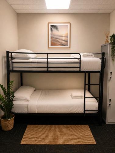 two bunk beds in a room with a plant at Brunsi Hostel in Melbourne