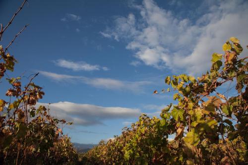 a view of the sky from behind a tree at Feudo Vagliasindi -Wine Experience- in Randazzo