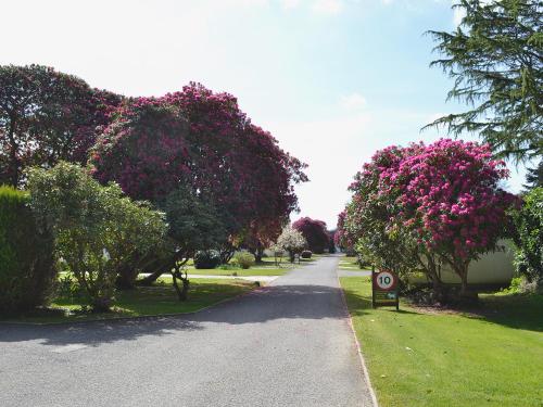 a road with trees with pink flowers on it at Trevarno - B6527 in Saint Cleer