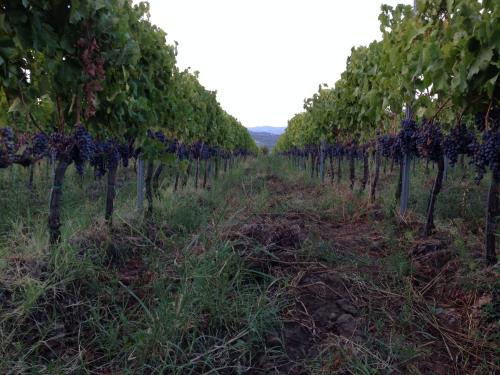 a row of grape trees in a field at Feudo Vagliasindi -Wine Experience- in Randazzo