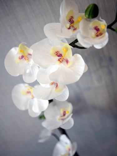 a bunch of white orchid flowers in a vase at Softly Residence in Bydgoszcz