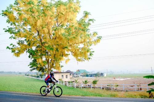 a person riding a bike down a road next to a tree at Santitham Home Farm Stay in Mae Taeng