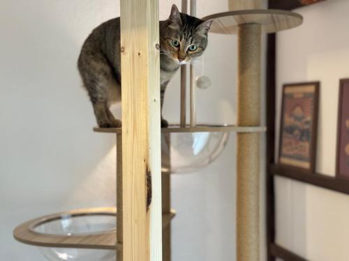 KANAZAWA Retro House NEKO-NOMA