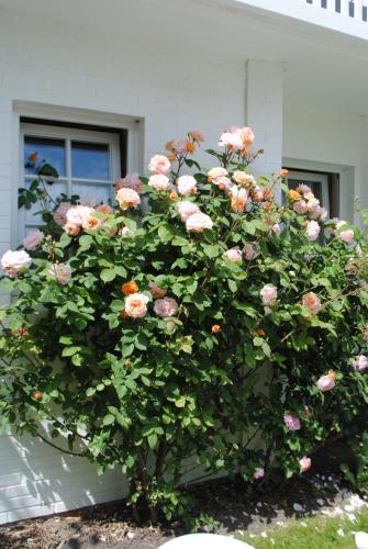 Hotel Landhaus Ellerbrock photo 53