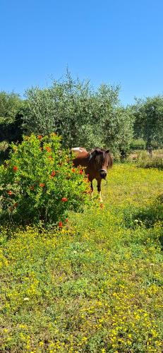 a brown horse running in a field of flowers at L'oca Nera in Chiusi