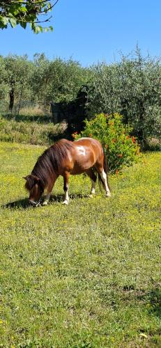a brown horse grazing in a field of grass at L'oca Nera in Chiusi