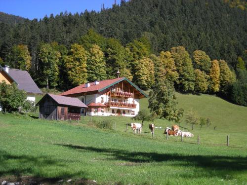 a group of cows standing in a field in front of a house at Am Ferienbauernhof Schmiedbauer com Salzkammergut in Faistenau
