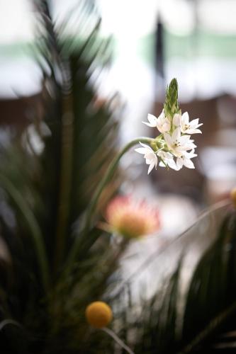 a white flower in front of a plant at HUALUXE Beijing Xinan in Beijing