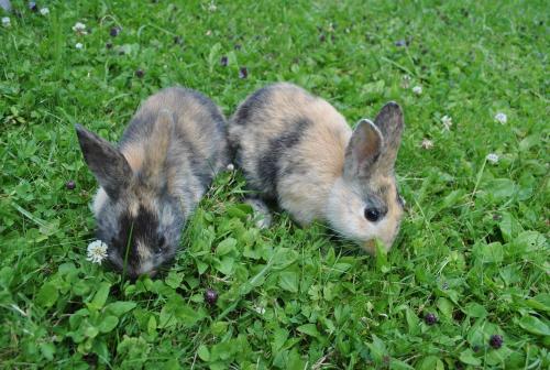 two baby rabbits are sitting in the grass at Prentnergut in Hinterstoder